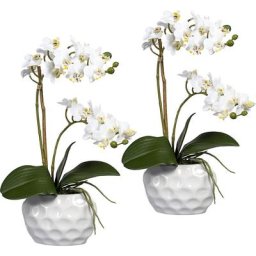 Mini-phalaenopsis, dans un vase en céramique, lot de 2, blanc