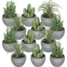 Succulentes, lot de 12, gris vert, hauteur 140 - 160 mm