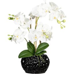 Phalaenopsis, vase en céramique noir, hauteur 550 mm, fleurs blanches