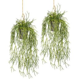 Rhipsalis suspendu, lot de 2, longueur 600 mm, pot à suspendre en plastique 100 x 100 mm