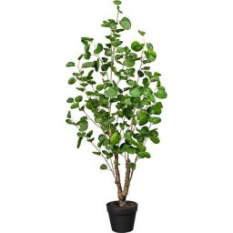 Polyscias, hauteur 1100 mm, dans un pot en plastique rempli de terre