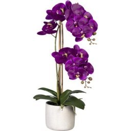 Phalaenopsis, Real Touch, dans un pot en ciment, gris, lilas