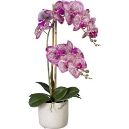Phalaenopsis, Real Touch, dans un pot en ciment, gris, rose