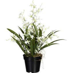 Oncydie Dancing Queen, dans un pot en plastique, hauteur 600 mm, vert blanc