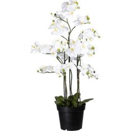 Phalaenopsis, Real Touch, hauteur 1100 mm, 12 feuilles, blanc