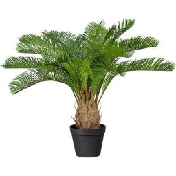 Palmier cycas, hauteur 600 mm, dans un pot en plastique rempli de terre