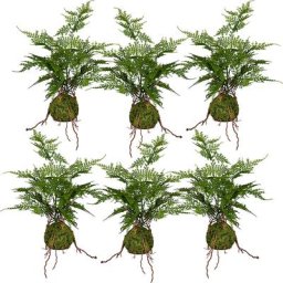Fougère Asparagus plumosus, dans une botte de mousse avec racines, lot de 6, hauteur 400 mm