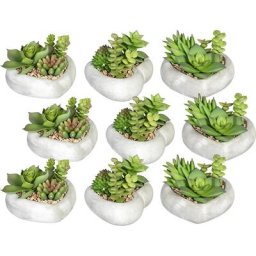 Arrangement de succulentes, lot de 9, bac en ciment en forme de cœur, hauteur 70 mm