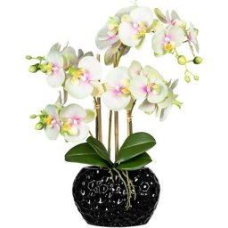 Phalaenopsis, vase en céramique noir, hauteur 550 mm, fleurs vert crème