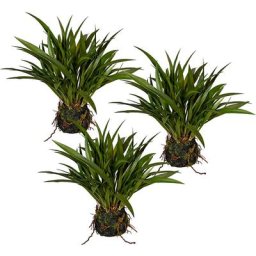 Herbe miscanthus, dans une botte de mousse avec racines, lot de 3, hauteur 350 mm