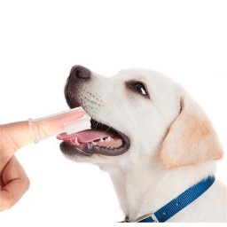Brosse à dents super douce pour animaux de compagnie chien chat livres fournitures soins de la