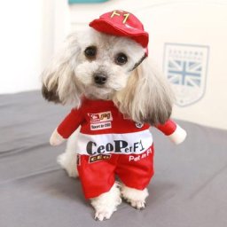 Vêtements de Cosplay pour Chats et Chiens Robe de Barrage d'Halloween Choses Amusantes et