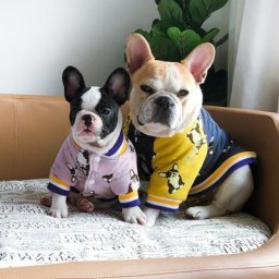 Manteau à imprimé floral hawaïen pour chien vêtements rembourrés en coton veste chaude pour