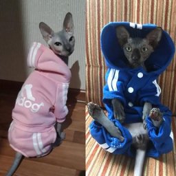 Pull à capuche pour chat mignon vêtements chauds pour animaux de compagnie vêtements Sphynx