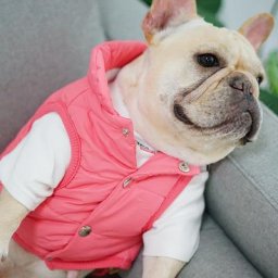 [Vêtements de chien MPK] gilet de chien confortable pour garder au chaud pendant l'hiver 3 couleurs