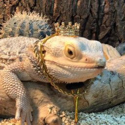 Collier avec petits animaux pour festival accessoires de photographie phibiens d'iguane en alliage