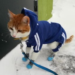 Combinaison pyjama pour animaux de compagnie vêtements d'hiver chauds à la mode pour chats