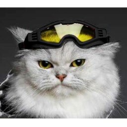 Lunettes de soleil taille s noir: Lunettes de soleil Horizon pour chiens et chats
