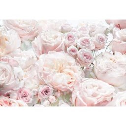 Photo murale de Komar Spring Roses - Taille: 368 x 254 cm - rose, blanc