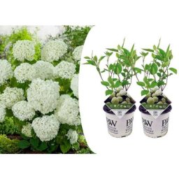 Plant In A Box - Hortensia Strong Annabelle - Set de 2 - Hortensia - Pot 19cm - Hauteur 30-40cm