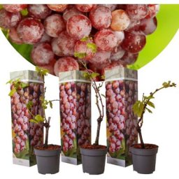 Plants de Raisin - Set de 3 - Vitis Vinifera - Rouge - Pot 9cm - Hauteur 25-40cm