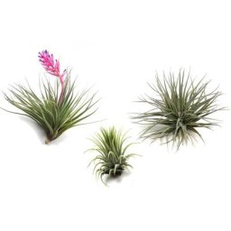 Plant In A Box - Tillandsia mélange de plantes - Set de 3 - Plantes aériennes - Hauteur 5-15cm