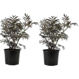 Sambucus nigra 'Black Lace' - Set de 2 - Pot 17cm - Hauteur 25-40cm