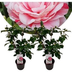 Camellia japonica Bonomiana - Set de 2 - Rose - Pot 15cm - Hauteur 50-60cm