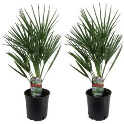 Plant In A Box - Chamaerops Humilis - Set de 2 - Palmier - Pot 15cm - Hauteur 50-60cm