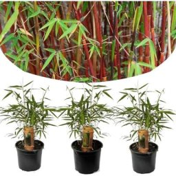 Fargesia Asian - Set de 3 - Bambou non cultivé - Pot 13cm - Hauteur 25-40cm