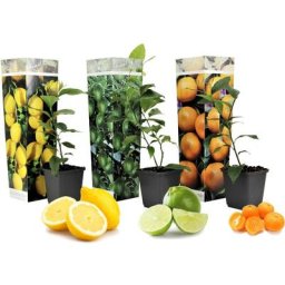 Plant In A Box - Citrus Mix - Set de 3 - Agrumes - Pot 9cm - Hauteur 25-40cm
