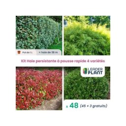 Kit Haie Persistante à pousse rapide – 4 variété Lot de 48 plant en pot de 1L pour une haie de 38m
