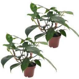 Plant In A Box - Philodendron Florida Green - Set de 2 - Pot 12cm - Hauteur 20-30cm