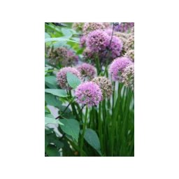 Allium 'Millenium' Taille du pot - 3L