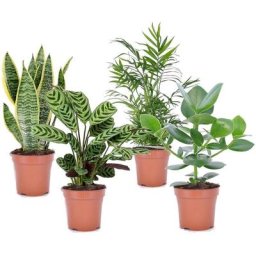 Plant In A Box - Set de 4 plantes d'intérieur 'Easy Care' - Pot 12cm - Hauteur 25-40cm