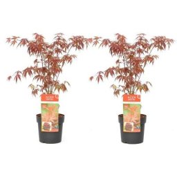 Plant In A Box - Acer palmatum 'Atropurpureum' - Set de 2 - Erable - Pot 19cm - Hauteur 60-70cm