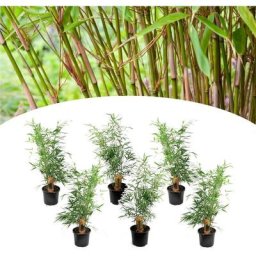 Plant In A Box - Fargesia Rufa - Set de 6 - Bambou non invasif - Pot 13cm - Hauteur 25-40cm