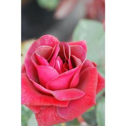 In My French Garden - Rosier'Le Grand Huit'® Taille du pot - 5L