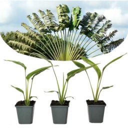 Plant In A Box - Ravenala madagascariensis - Set de 3 - Palmier - Pot 9cm - Hauteur 25-40cm