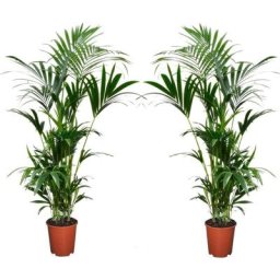 Plant In A Box - Palmier Kentia - Set de 2 - Howea Forsteriana - Pot 18cm - Hauteur 90-100cm
