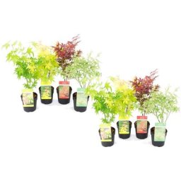 Acer palmatum - Set de 8 - Erable du Japon - Pot 10,5cm - Hauteur 25-40cm
