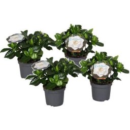 Plant In A Box - Gardenia Jasminoides - Set de 4 - Pot 13cm - Hauteur 20-30cm