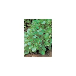 Cresson de fontaine ameliore - 1.5 g