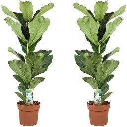 Plant In A Box - Ficus Lyrata - Set de 2 - xl Ficus Lyrata Plante - Pot 21cm - Hauteur 90-110cm