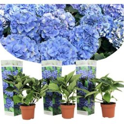 Hydrangea macrophylla - Bleu - Set de 3 - Hortensia - Pot 9cm - Hauteur 25-40cm