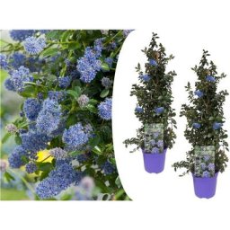 Plant In A Box - Ceanothus thyrsiflorus Repens - Set de 2 - Arbuste - Pot 17cm - Hauteur 60-70cm