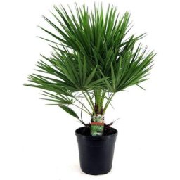 Plant In A Box - Chamaerops Humilis - Palmier nain européen - Pot 21cm - Hauteur 70-80cm