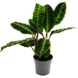 Exotenherz - Plante d'ombrage aux feuilles veloutées et grand dessin - Calathea warscewiczii