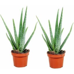 Plant In A Box - Aloe Vera - Set de 2 - Succulente - Pot 10,5cm - Hauteur 25-40cm