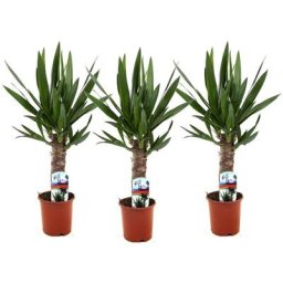 Plant In A Box - Yucca Elephantipes - Set de 3 - Pots 14cm - Hauteur 50-60cm